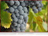 Domaine Mas de Daumas Gassac vin du pays de l’Hérault